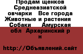 Продам щенков Среднеазиатской овчарки - Все города Животные и растения » Собаки   . Амурская обл.,Архаринский р-н